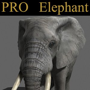 3d model elephant rig