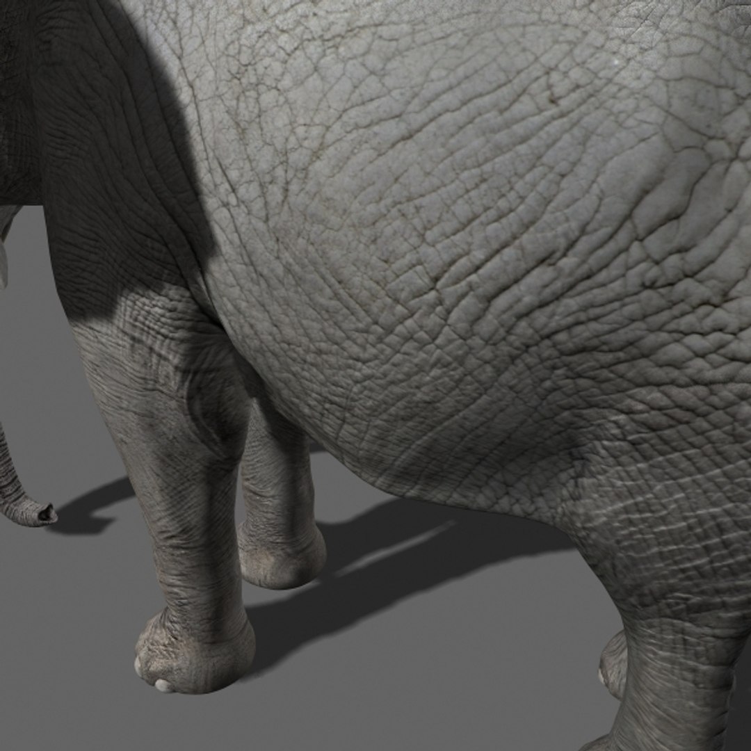 3d Model Elephant Rig