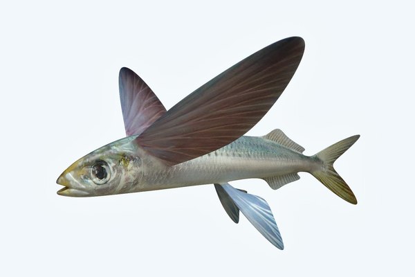 Atlantic flying fish 3D - TurboSquid 1202854
