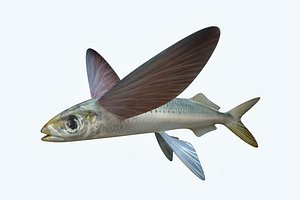 Atlantic Flying Fish