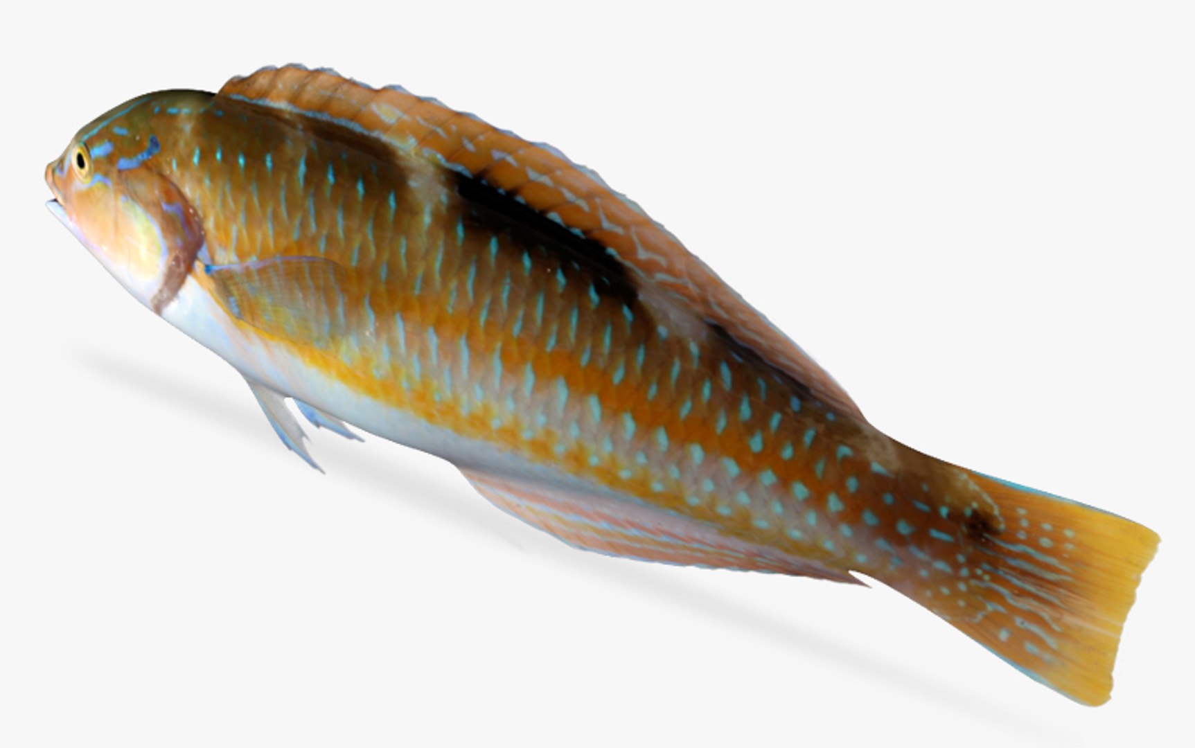 3d model puddenwife https://p.turbosquid.com/ts-thumb/Yh/Yyjjyf/pSJDcFxl/4/jpg/1479205656/1920x1080/fit_q87/7f59511a3251ecf98c584d89d22027adab503ca7/4.jpg