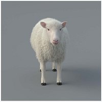 Sheep Animated