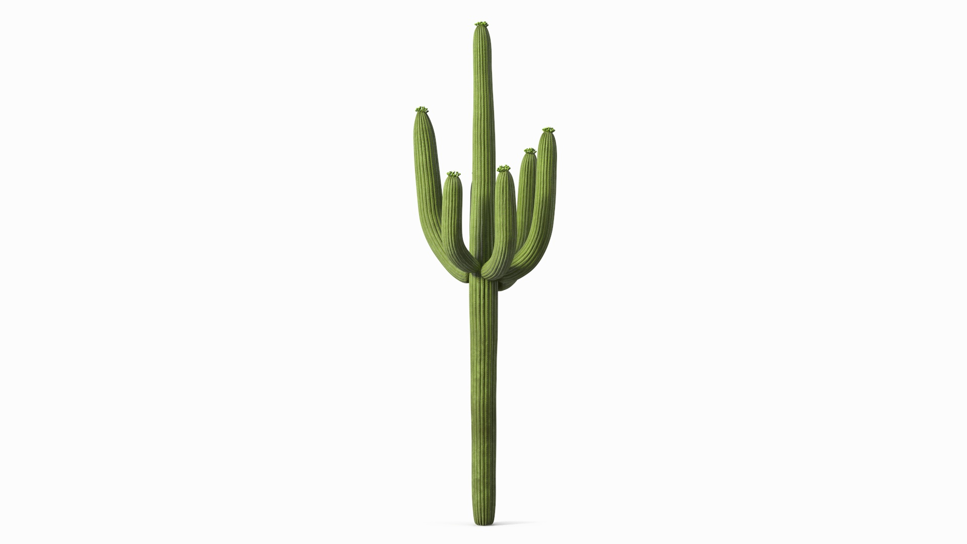 3D Mexican Cactus https://p.turbosquid.com/ts-thumb/Yh/guTApZ/7b/mexican_cactus_360/jpg/1703222495/1920x1080/turn_fit_q99/8106e55c245b87d68a4ba2a52b8642e6b7bc0ced/mexican_cactus_360-1.jpg