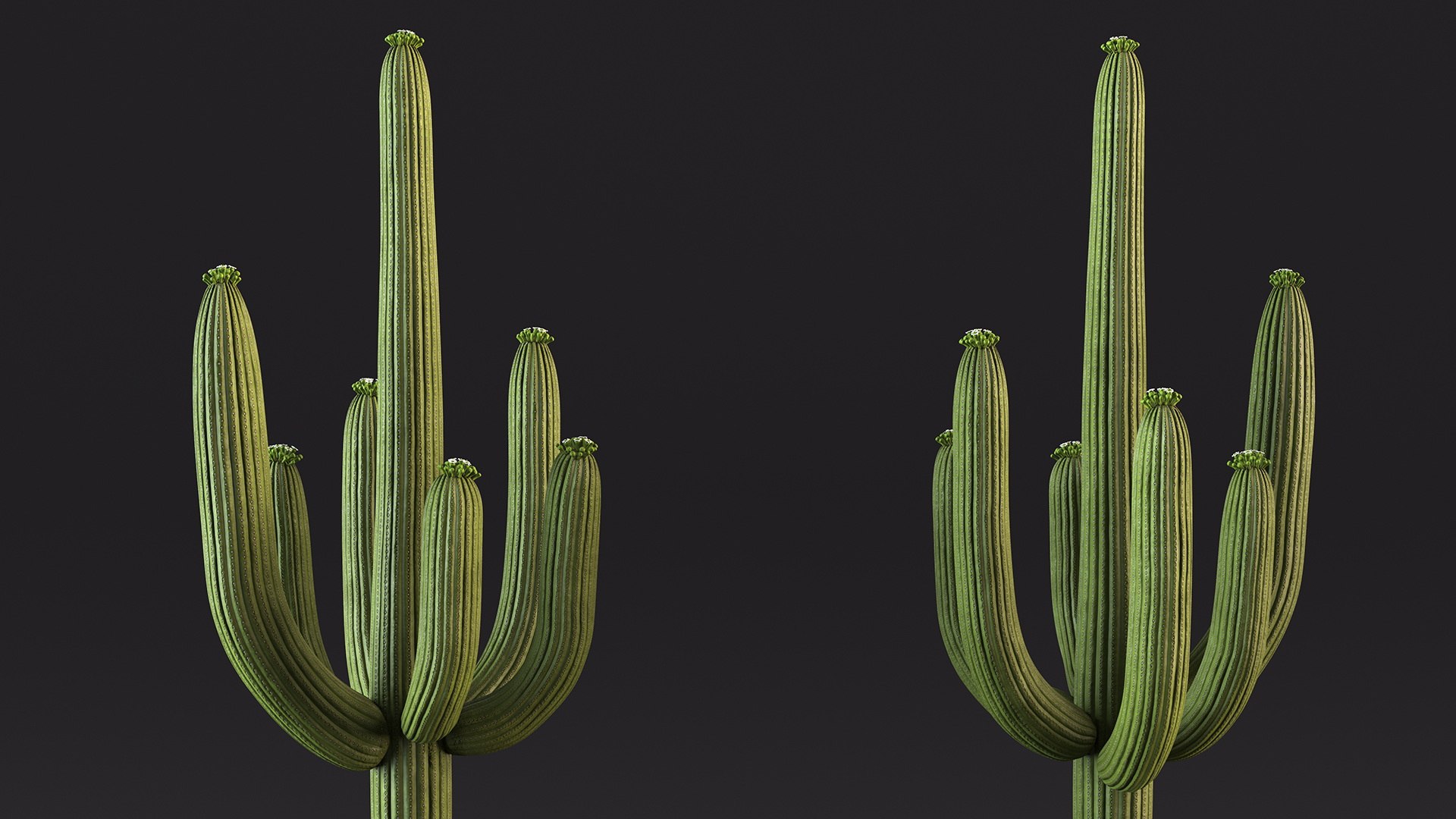 3D Mexican Cactus https://p.turbosquid.com/ts-thumb/Yh/guTApZ/9b/mexicancactusvray3dmodel008/jpg/1703222972/1920x1080/fit_q87/579cf929c0db1058f034e7d47192b3ca580f45bb/mexicancactusvray3dmodel008.jpg