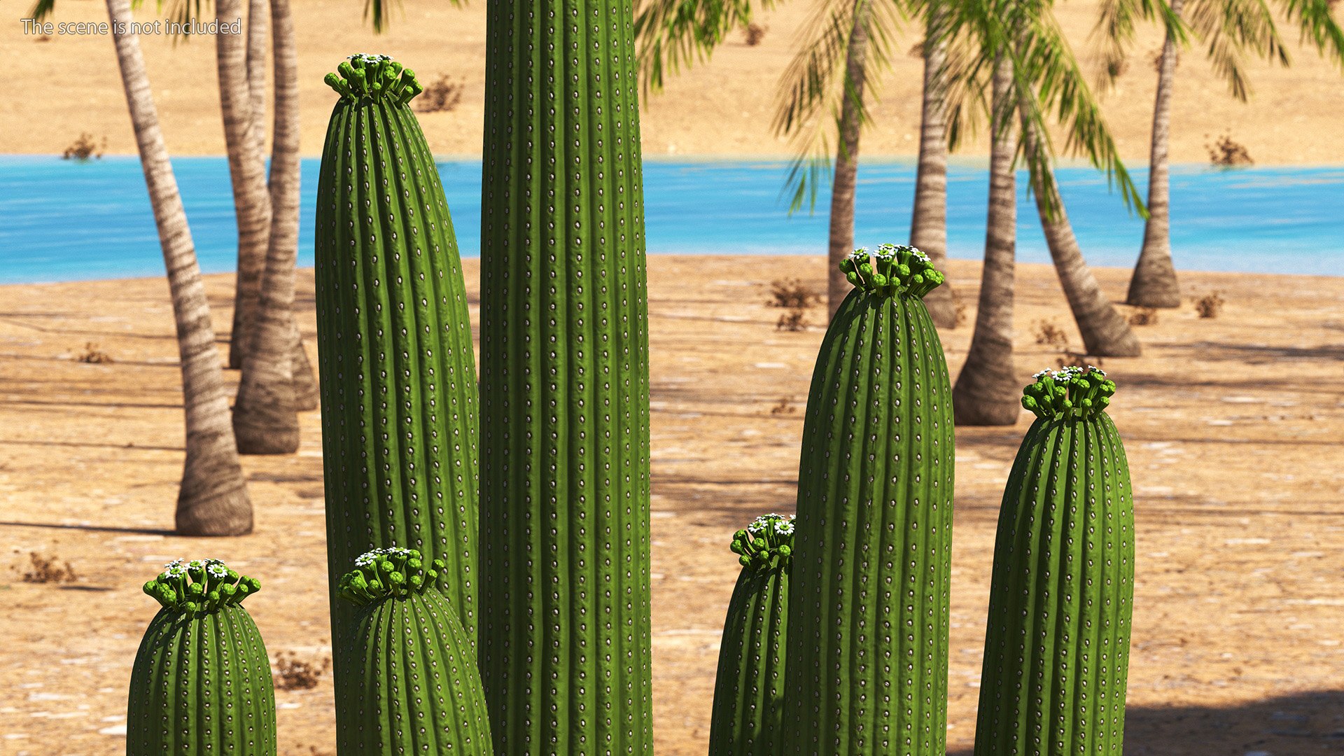 3D Mexican Cactus https://p.turbosquid.com/ts-thumb/Yh/guTApZ/Av/mexicancactusvray3dmodel006/jpg/1703222965/1920x1080/fit_q87/248f1b3729e6f334db5f75a7df37da3aaeef9935/mexicancactusvray3dmodel006.jpg