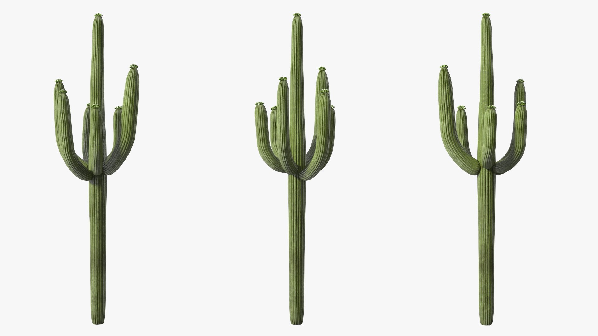 3D Mexican Cactus https://p.turbosquid.com/ts-thumb/Yh/guTApZ/BW/mexicancactusvray3dmodel009/jpg/1703222976/1920x1080/fit_q87/b4e93160f5e266ba079fb3a5d2cc430a70c6e849/mexicancactusvray3dmodel009.jpg