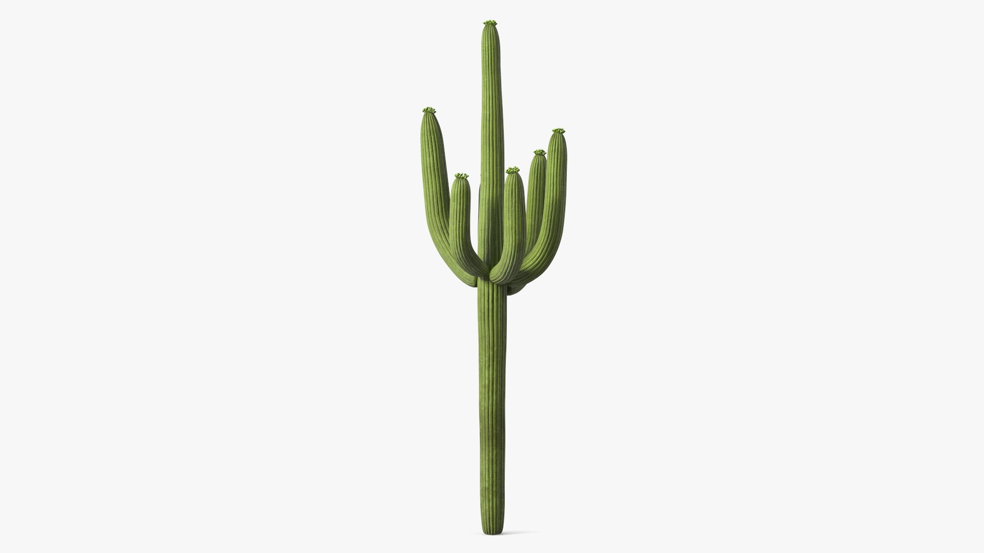 Mexican Cactus 3D model preview