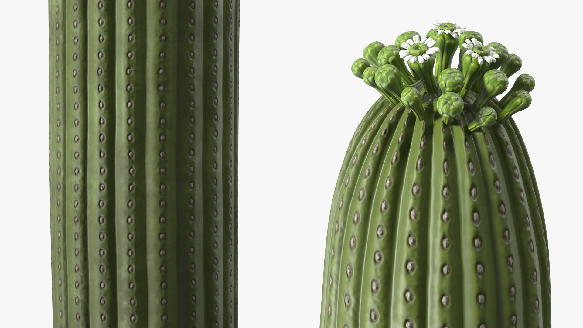 3D Mexican Cactus https://p.turbosquid.com/ts-thumb/Yh/guTApZ/Hs/mexicancactusvray3dmodel013/jpg/1703222994/1920x1080/fit_q87/b915cf9487b773551e25be1fa4a3fc88ac3ec714/mexicancactusvray3dmodel013.jpg