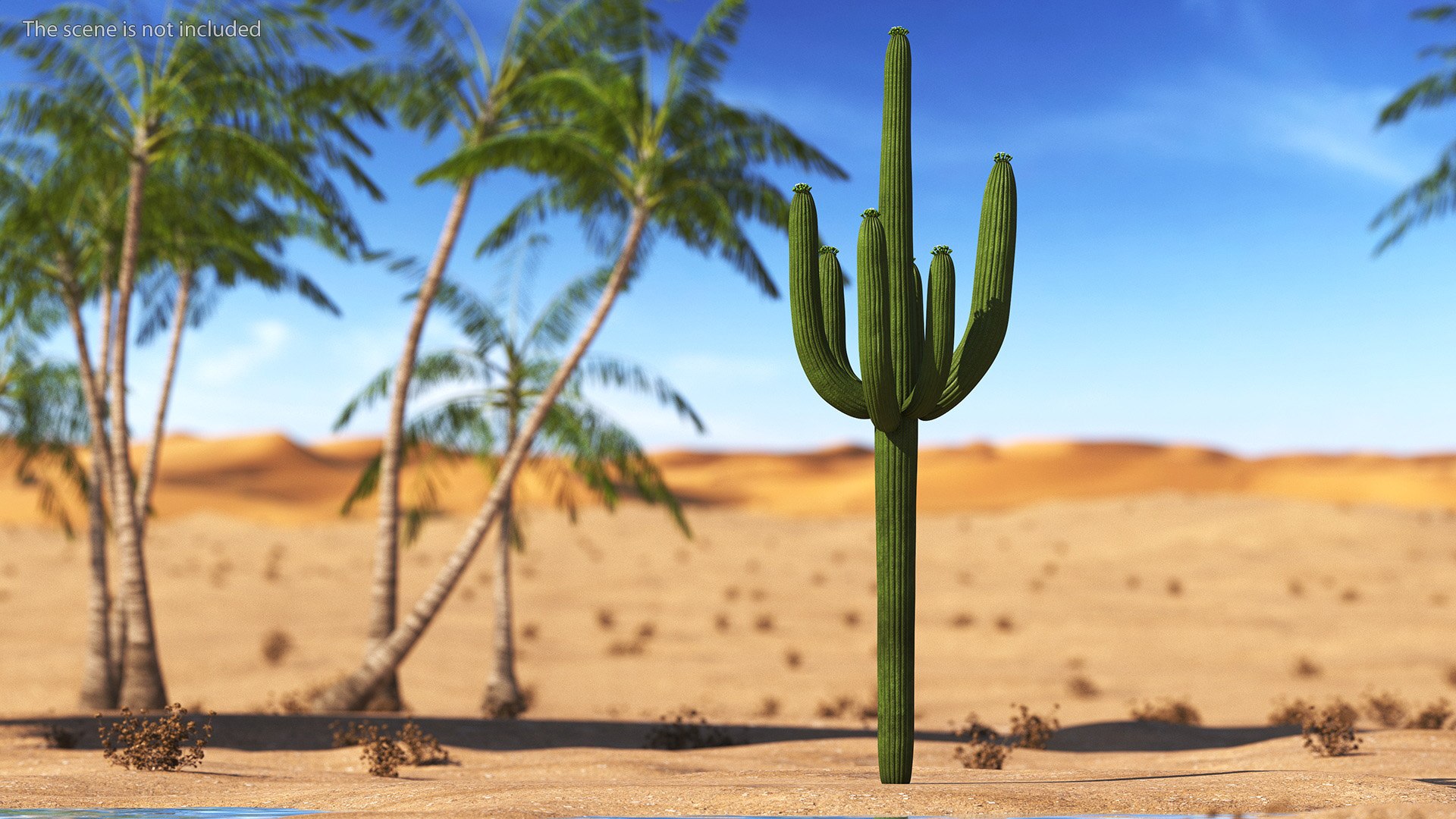 3D Mexican Cactus https://p.turbosquid.com/ts-thumb/Yh/guTApZ/I1/mexicancactusvray3dmodel002/jpg/1703222946/1920x1080/fit_q87/0134f7603dc456eced5794ecc423d3d82b5a9824/mexicancactusvray3dmodel002.jpg
