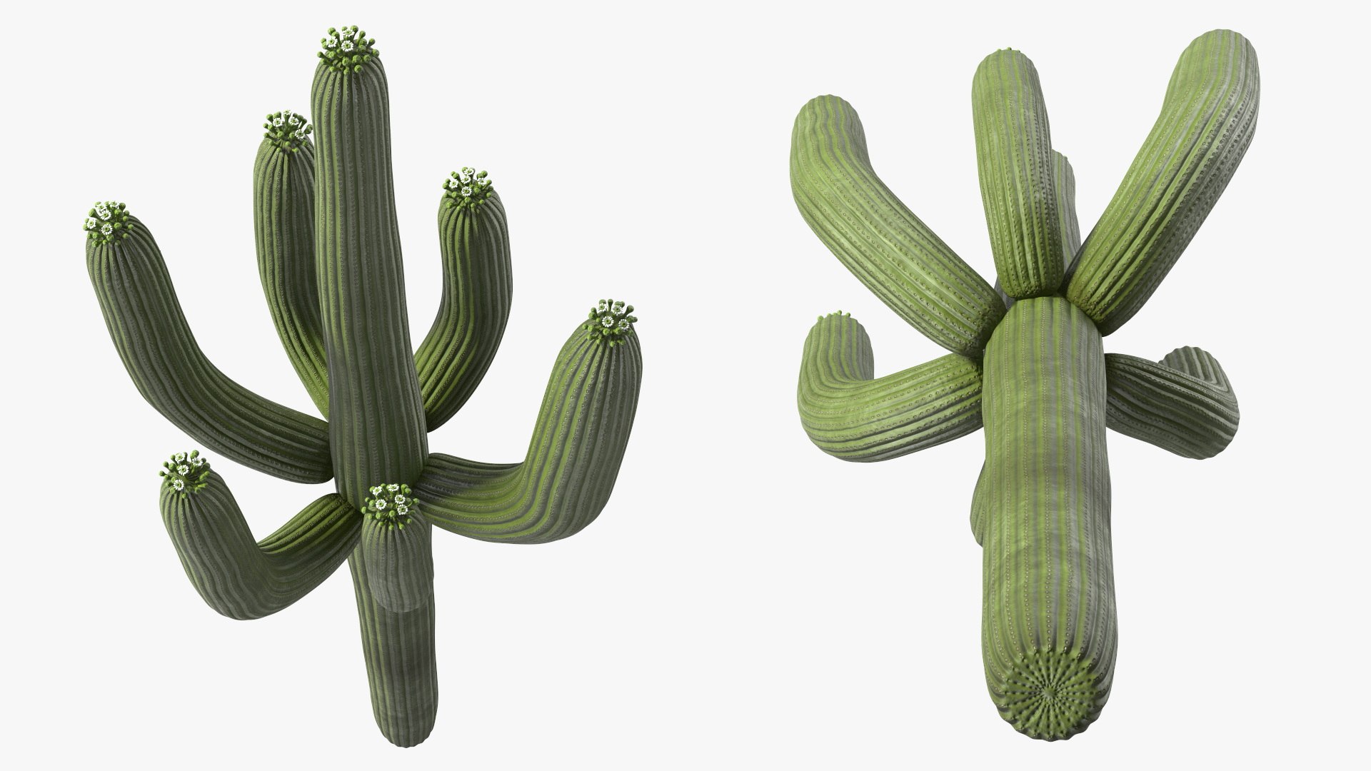 3D Mexican Cactus https://p.turbosquid.com/ts-thumb/Yh/guTApZ/IQ/mexicancactusvray3dmodel010/jpg/1703222980/1920x1080/fit_q87/dc676ae38690ec1a7d4e53116e8e21810a9f8ac9/mexicancactusvray3dmodel010.jpg