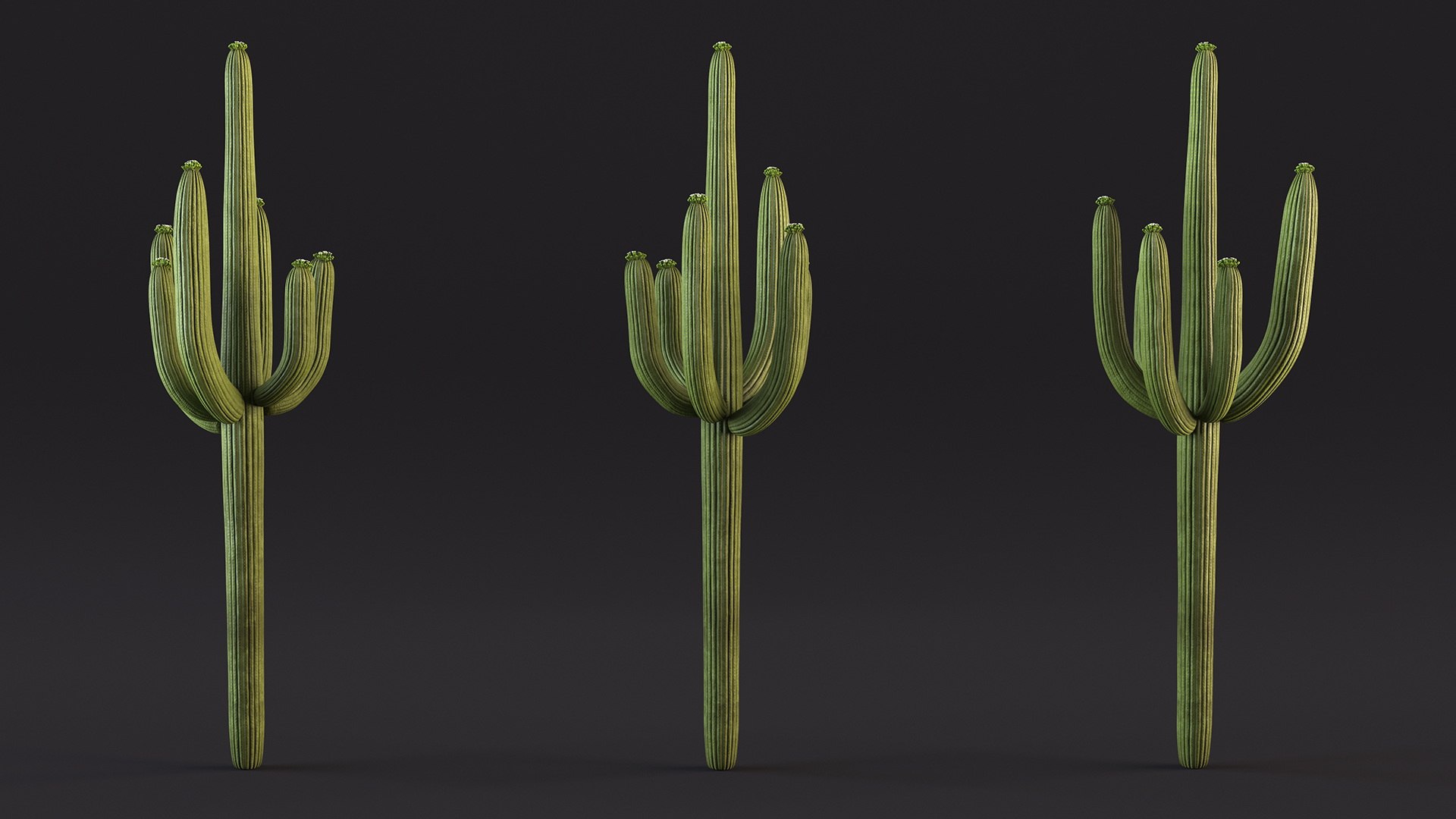 3D Mexican Cactus https://p.turbosquid.com/ts-thumb/Yh/guTApZ/JI/mexicancactusvray3dmodel007/jpg/1703222969/1920x1080/fit_q87/a0d51ba432f73fead934cc0f0b8405f42402adb5/mexicancactusvray3dmodel007.jpg