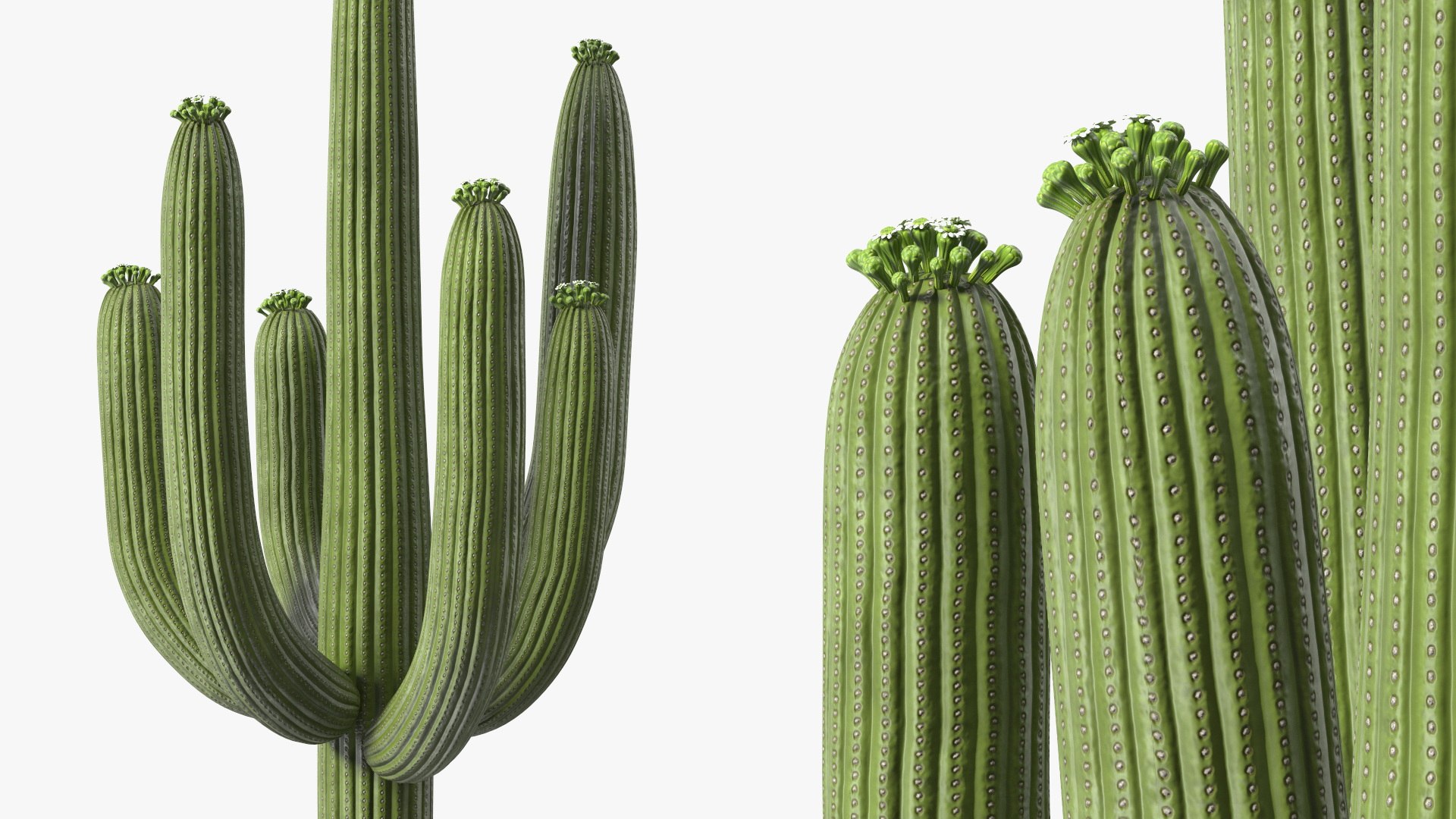 3D Mexican Cactus https://p.turbosquid.com/ts-thumb/Yh/guTApZ/PX/mexicancactusvray3dmodel011/jpg/1703222985/1920x1080/fit_q87/ee7072246b0df505e2cc38c19617f24411e6e32e/mexicancactusvray3dmodel011.jpg