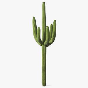 3D Mexican Cactus
