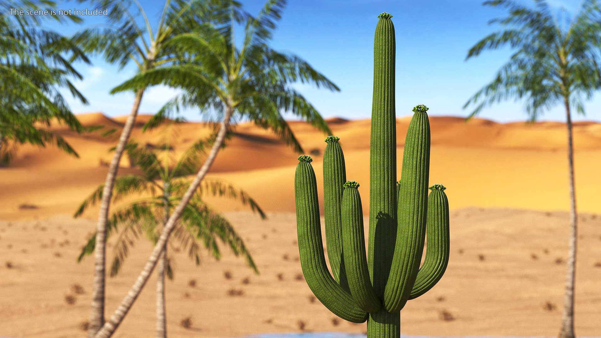 3D Mexican Cactus https://p.turbosquid.com/ts-thumb/Yh/guTApZ/Ti/mexicancactusvray3dmodel004/jpg/1703222956/1920x1080/fit_q87/d4784549555b5d088783142bd2468f7ee00b3fab/mexicancactusvray3dmodel004.jpg