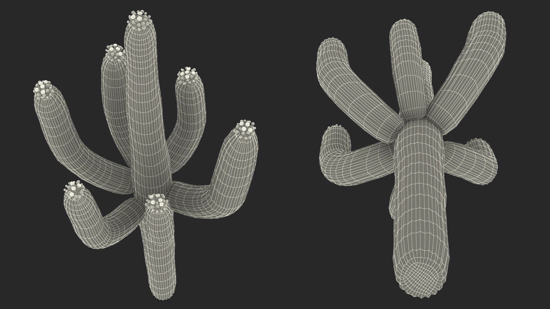3D Mexican Cactus https://p.turbosquid.com/ts-thumb/Yh/guTApZ/VH/mexicancactusvray3dmodel024/jpg/1703223045/1920x1080/fit_q87/5cf90249ac52173e1caaa43994e4db8cc8e45963/mexicancactusvray3dmodel024.jpg