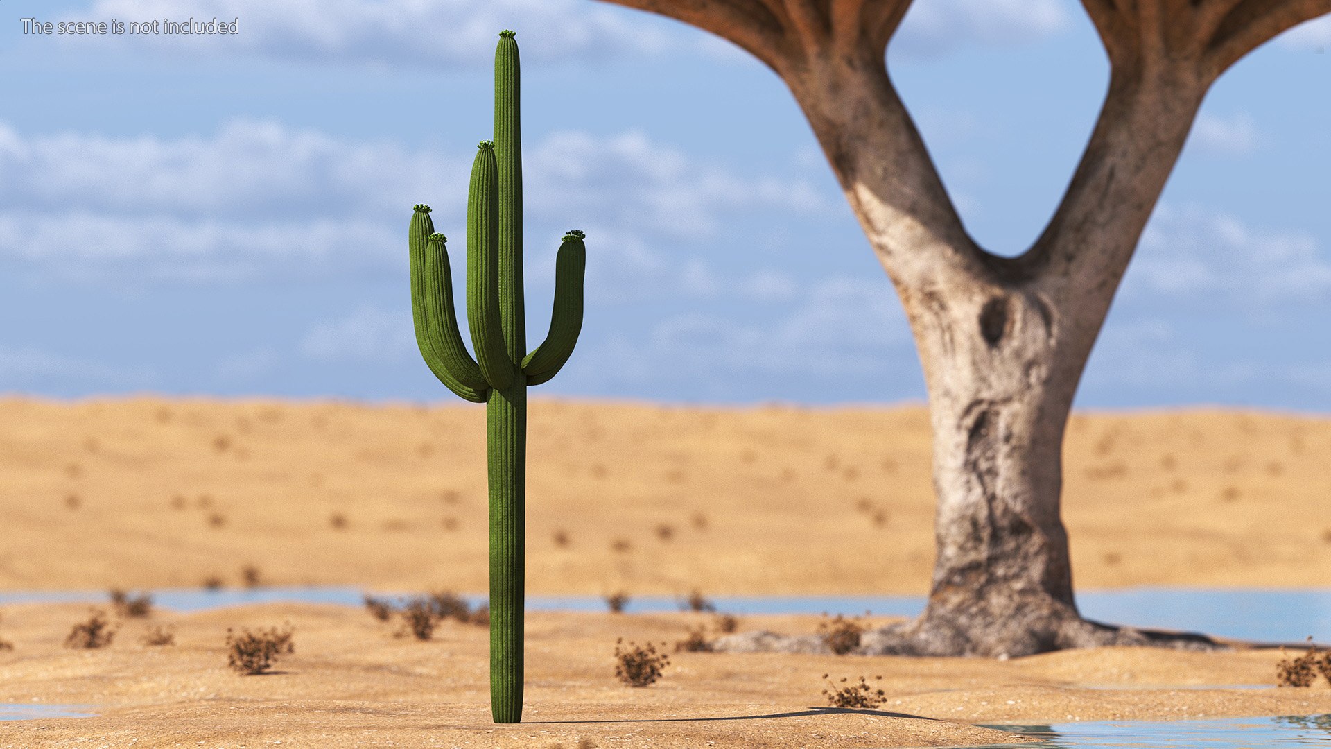 3D Mexican Cactus https://p.turbosquid.com/ts-thumb/Yh/guTApZ/Yg/mexicancactusvray3dmodel003/jpg/1703222951/1920x1080/fit_q87/64712b30c107c2c5b81db00fb3c2095a9c91e369/mexicancactusvray3dmodel003.jpg