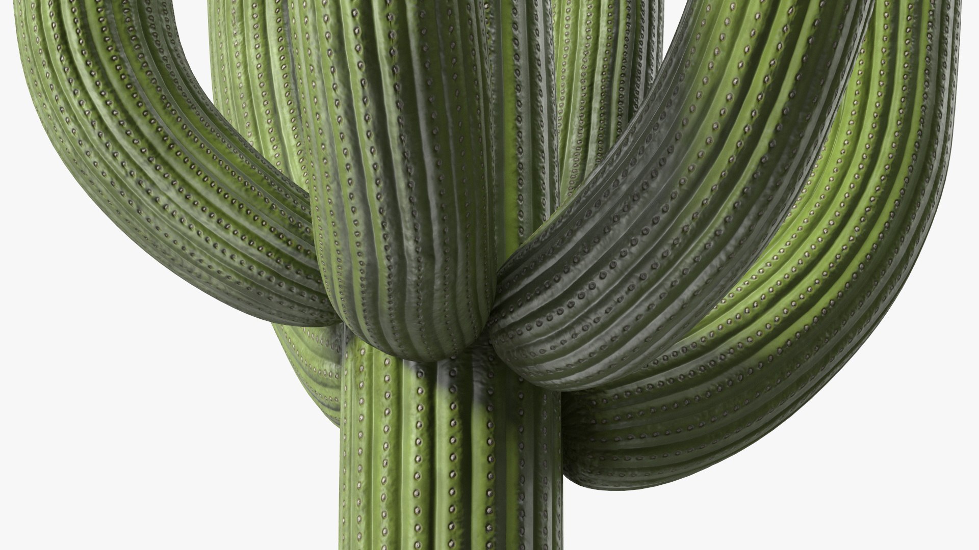 3D Mexican Cactus https://p.turbosquid.com/ts-thumb/Yh/guTApZ/xx/mexicancactusvray3dmodel012/jpg/1703222989/1920x1080/fit_q87/61c4028a9c680db4202cf54c799e290c6a82c7e1/mexicancactusvray3dmodel012.jpg
