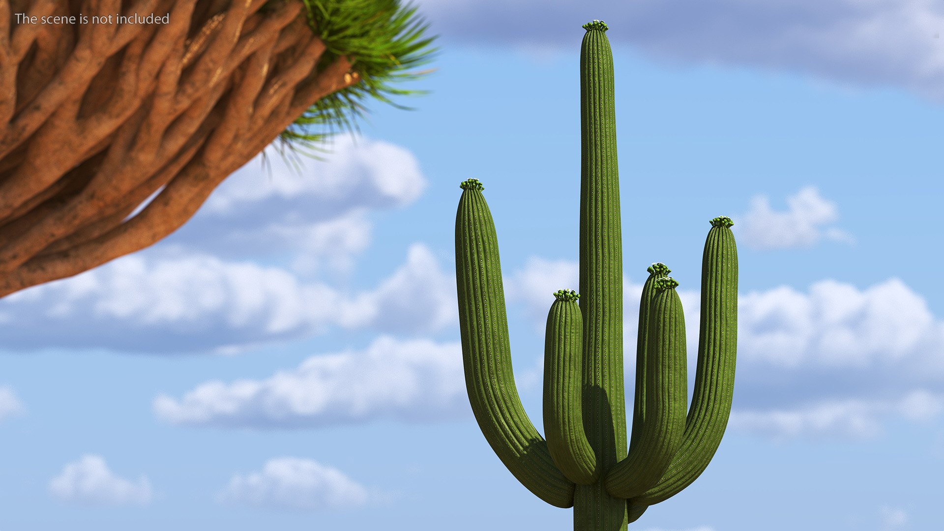 3D Mexican Cactus https://p.turbosquid.com/ts-thumb/Yh/guTApZ/zE/mexicancactusvray3dmodel005/jpg/1703222960/1920x1080/fit_q87/206b82fa6afbd2b53a9e9f7c014cf820e7e254e0/mexicancactusvray3dmodel005.jpg