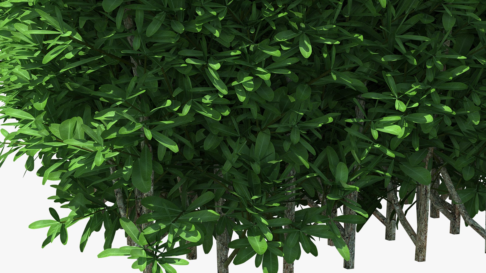 Boxwood Bush Square 3D - TurboSquid 1574958