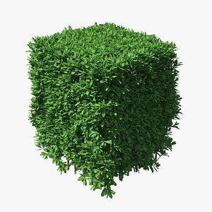 boxwood bush square 3D