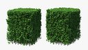 Boxwood Square Bush