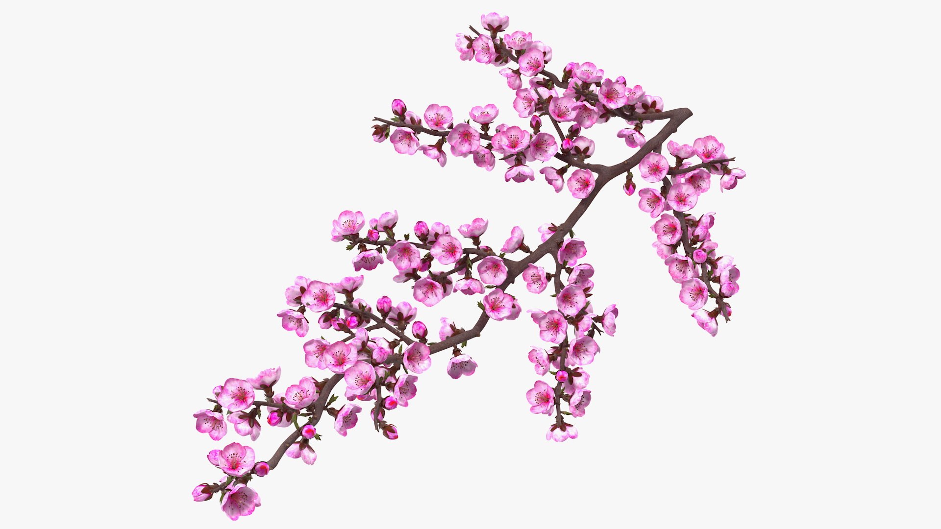 Sakura Branch with Flower Buds 3D model preview