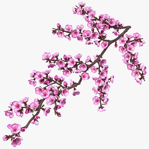 Sakura Branch with Flower Buds