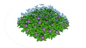 3D Vinca - Periwinkle Groundcover model