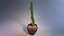 Cactus Euphorbia Trigona