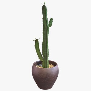 3d model euphorbia trigona cactus