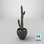 Cactus Euphorbia Trigona