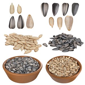 Sunflower seed collection 3D model