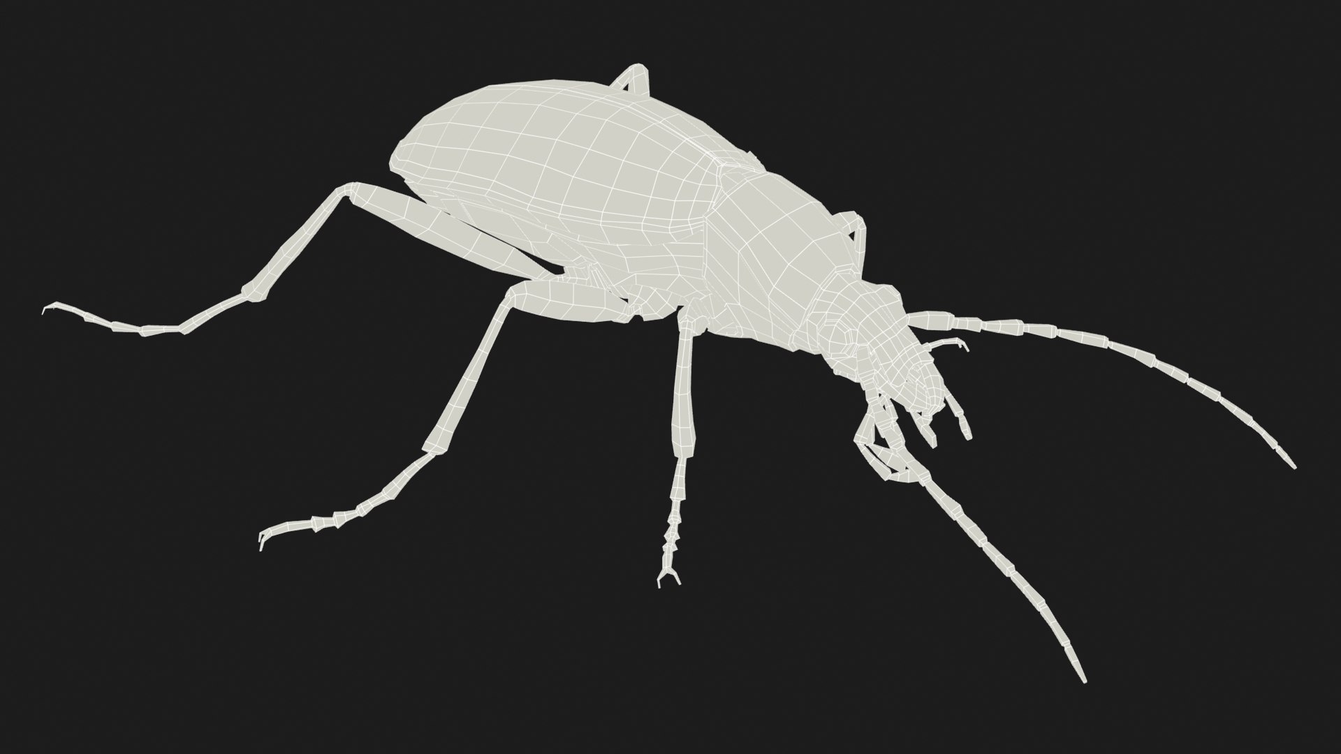 3D Model Bombardier Beetle TurboSquid 1889416