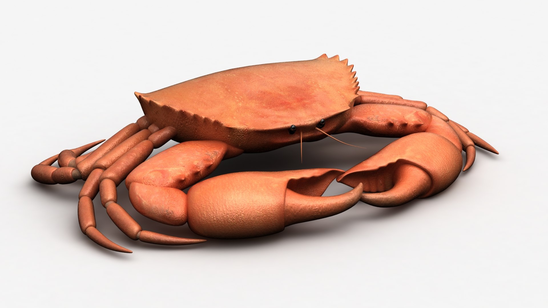 Rigged Crab 3d Model