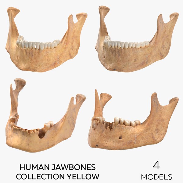 Anatomy Jaw 3D Models for Download Biology Diagrams