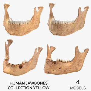 Human Jawbones Collection Yellow - 4 models