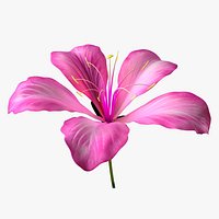 Animated Bauhinia Flower