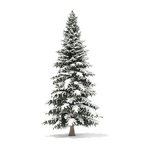 spruce tree snow 8m 3D
