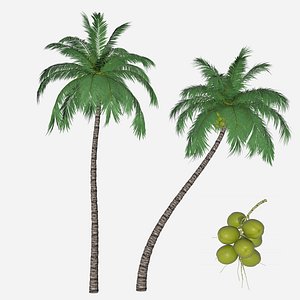 Coconut palms with a branchs of coconuts