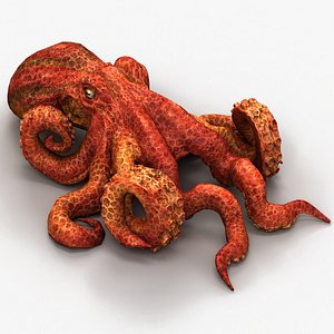 3d max octopus mollusc cephalopod