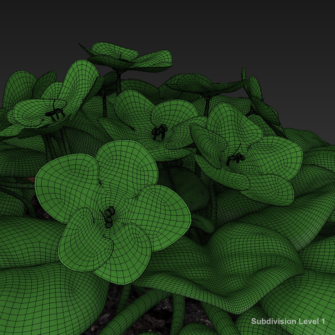 3D African Violet Model - TurboSquid 1227878