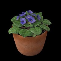 African Violet