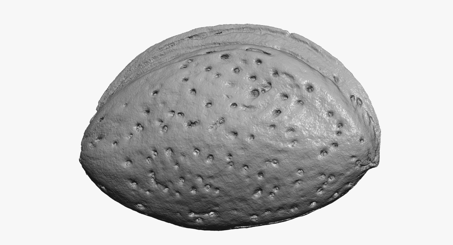 3D Almond Shell 02 Raw Model - TurboSquid 1529665