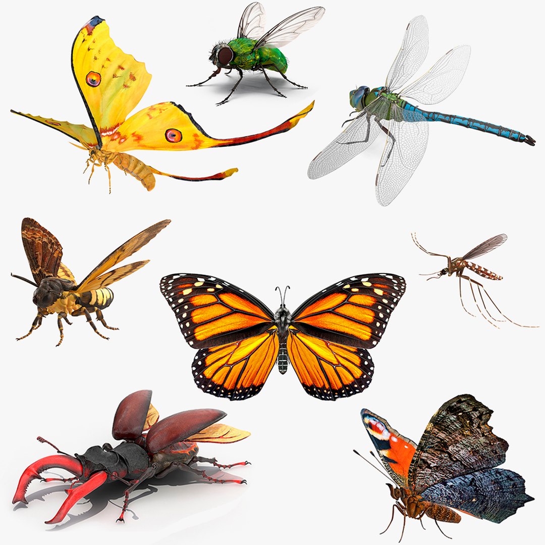 3D Rigged Flying Insects Collection 3 for Cinema 4D https://p.turbosquid.com/ts-thumb/Yi/XaPMWr/5E/rigged_flying_insects_collection_3_for_cinema_4d_000/jpg/1723463214/1920x1080/fit_q87/503d16767f91a919f58bf88a5c5bbccb1b691584/rigged_flying_insects_collection_3_for_cinema_4d_000.jpg