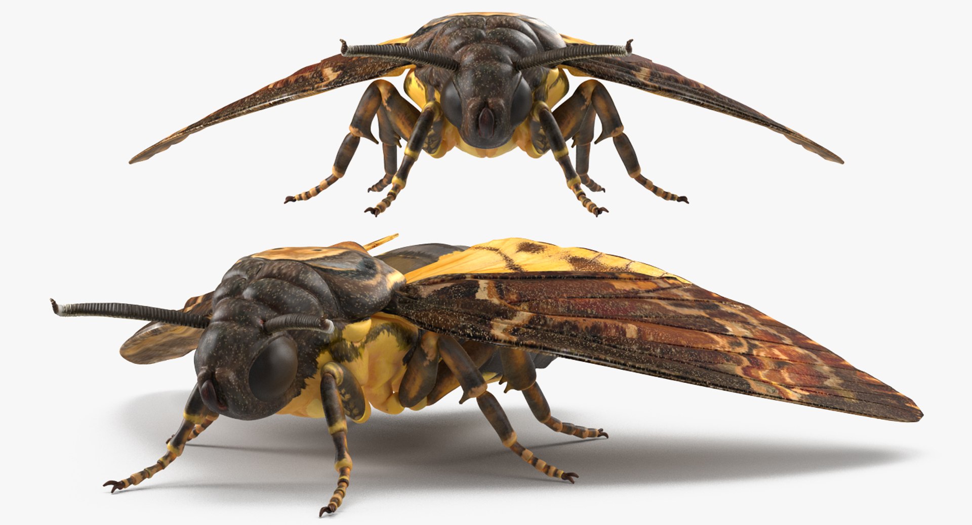 3D Rigged Flying Insects Collection 3 for Cinema 4D https://p.turbosquid.com/ts-thumb/Yi/XaPMWr/Qk/rigged_flying_insects_collection_4_081/jpg/1723462904/1920x1080/fit_q87/85fe42e30044d8102bab697ef34bd64b0846304a/rigged_flying_insects_collection_4_081.jpg