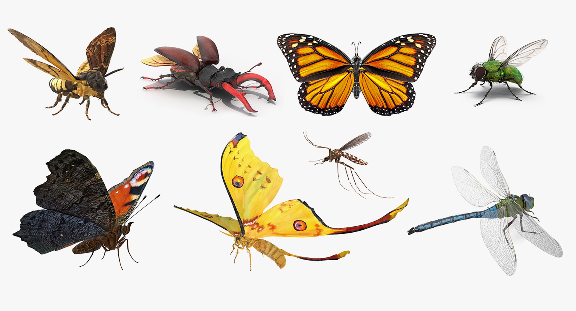3D Rigged Flying Insects Collection 3 for Cinema 4D https://p.turbosquid.com/ts-thumb/Yi/XaPMWr/ZI/riggedflyinginsectscollection3mb3dmodel001/jpg/1670764278/1920x1080/fit_q87/b5ddf60fe37db75a384113ebd07786381a1bb4d9/riggedflyinginsectscollection3mb3dmodel001.jpg