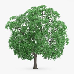 japanese chestnut 14m 3d model