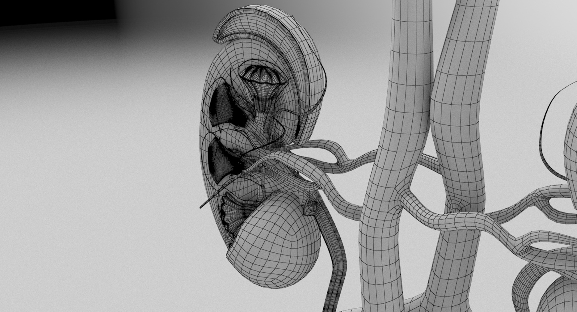 3D anatomy female urinary tract https://p.turbosquid.com/ts-thumb/Yi/ragsKY/8NeWj9iz/kidney_turntable2_wire/jpg/1523881811/1920x1080/turn_fit_q99/17874e74a399e861ba6ae9e668be446a19fba8f4/kidney_turntable2_wire-1.jpg