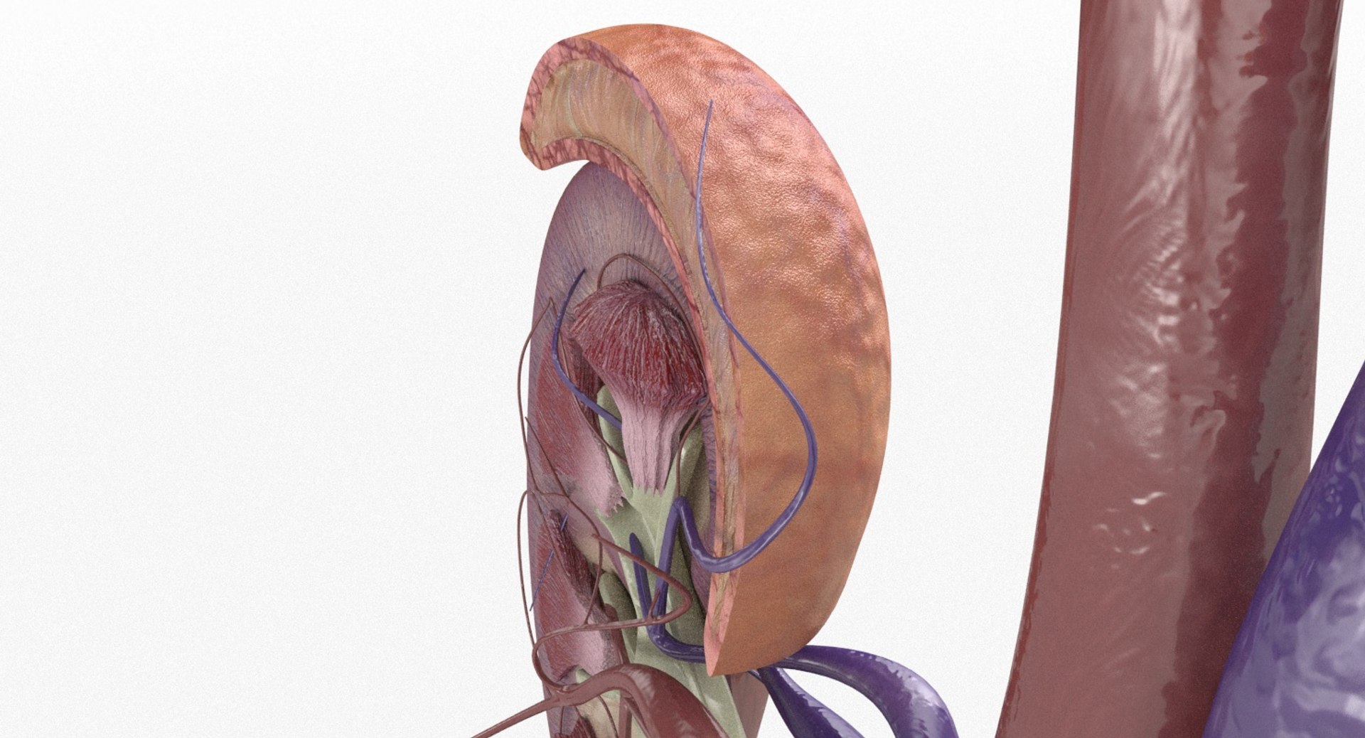 3D anatomy female urinary tract https://p.turbosquid.com/ts-thumb/Yi/ragsKY/DWvvRl4t/kidney_renderings_0006/jpg/1523881614/1920x1080/fit_q87/3df2c81f615139dc237968f06a1ef3348fcd946c/kidney_renderings_0006.jpg