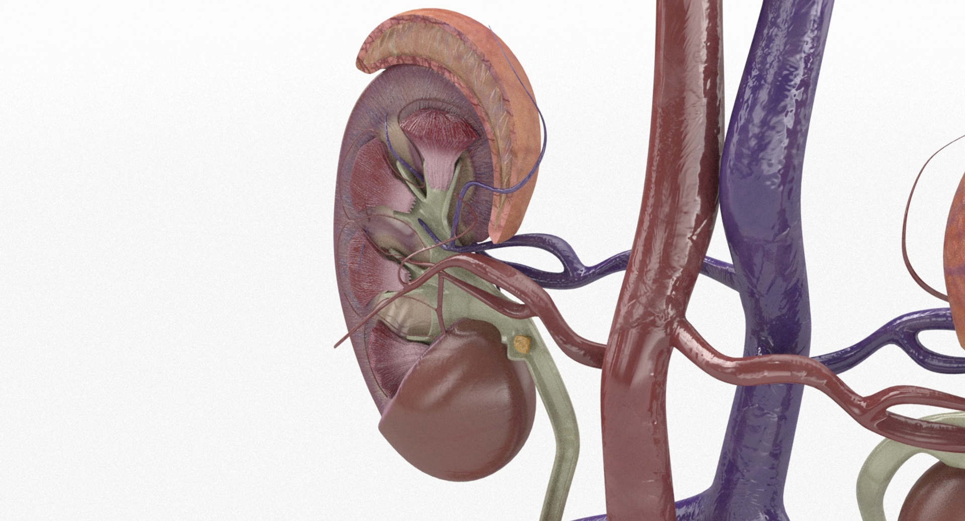 3D anatomy female urinary tract https://p.turbosquid.com/ts-thumb/Yi/ragsKY/FPMBQQvx/kidney_turntable2/jpg/1523909985/1920x1080/turn_fit_q99/a9811aa0d2b24721d024e0727fc2d011c76f3cdc/kidney_turntable2-1.jpg